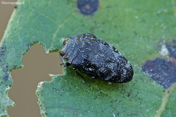 Leaf-mining Jewel Beetle - Trachys minutus | Fotografijos autorius : Gintautas Steiblys | © Macronature.eu | Macro photography web site