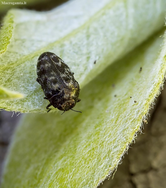 Leaf-mining Jewel Beetle - Trachys minutus | Fotografijos autorius : Kazimieras Martinaitis | © Macronature.eu | Macro photography web site