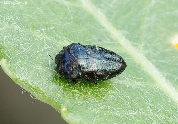 Leaf-mining Jewel Beetle - Trachys minutus | Fotografijos autorius : Romas Ferenca | © Macronature.eu | Macro photography web site