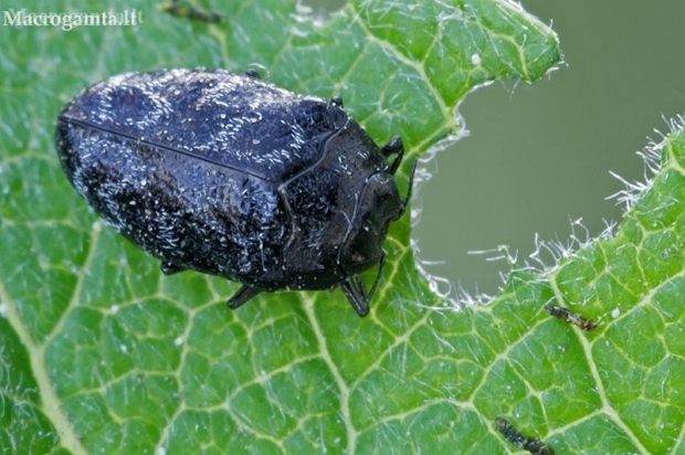 Leaf-mining Jewel Beetle - Trachys minutus | Fotografijos autorius : Gintautas Steiblys | © Macronature.eu | Macro photography web site