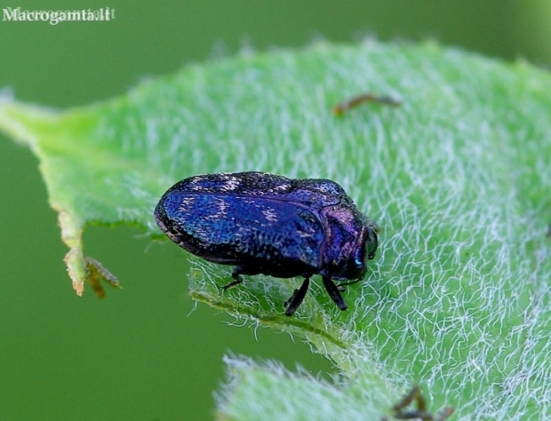 Leaf-mining Jewel Beetle - Trachys minutus | Fotografijos autorius : Romas Ferenca | © Macronature.eu | Macro photography web site