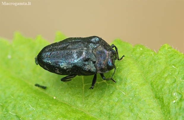 Leaf-mining Jewel Beetle - Trachys minutus | Fotografijos autorius : Gintautas Steiblys | © Macronature.eu | Macro photography web site