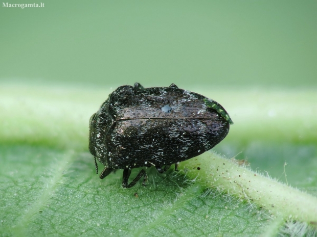 Leaf-mining Jewel Beetle - Trachys minutus | Fotografijos autorius : Vidas Brazauskas | © Macronature.eu | Macro photography web site