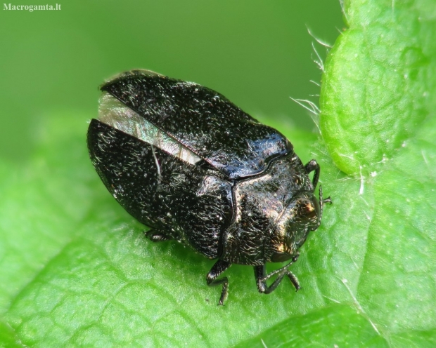 Leaf-mining Jewel Beetle - Trachys minutus | Fotografijos autorius : Vidas Brazauskas | © Macronature.eu | Macro photography web site