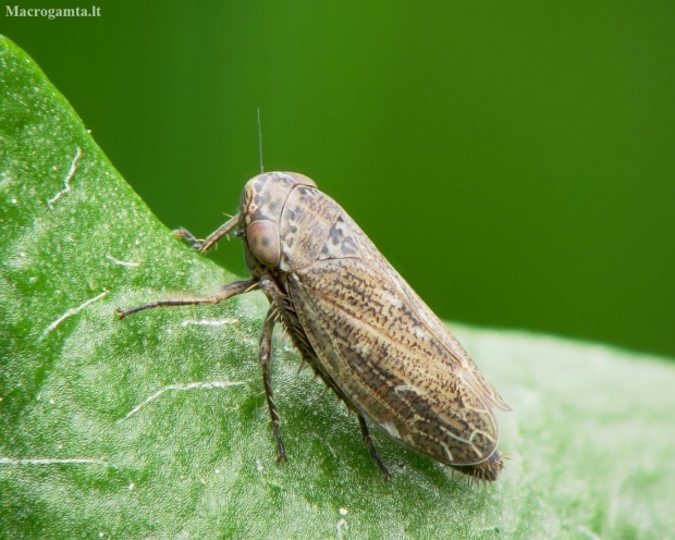 Leafhopper - Euscelis incisa | Fotografijos autorius : Vidas Brazauskas | © Macronature.eu | Macro photography web site