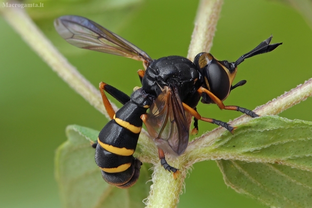 Lenktapilvė musė - Conops flavipes | Fotografijos autorius : Gintautas Steiblys | © Macrogamta.lt | Šis tinklapis priklauso bendruomenei kuri domisi makro fotografija ir fotografuoja gyvąjį makro pasaulį.
