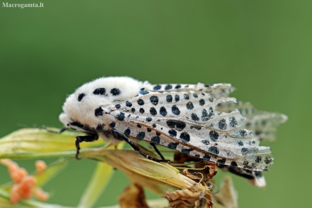 Leopard Moth - Zeuzera pyrina | Fotografijos autorius : Agnė Našlėnienė | © Macronature.eu | Macro photography web site