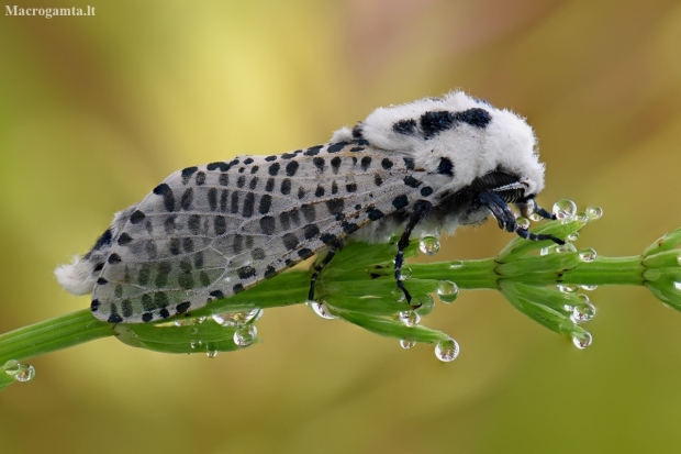 Leopard Moth - Zeuzera pyrina | Fotografijos autorius : Arūnas Eismantas | © Macronature.eu | Macro photography web site