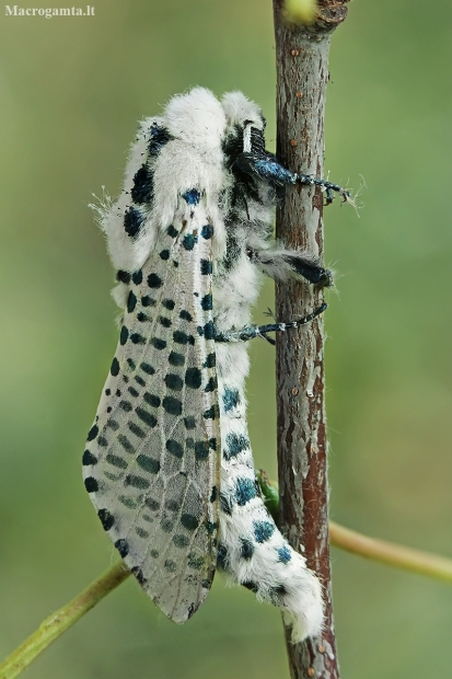 Leopard Moth - Zeuzera pyrina | Fotografijos autorius : Gintautas Steiblys | © Macronature.eu | Macro photography web site