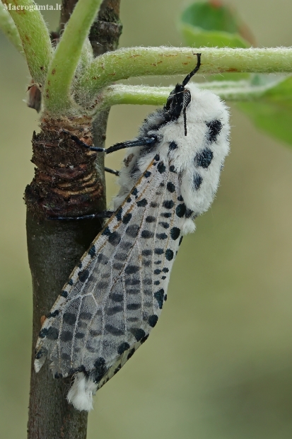 Leopard Moth - Zeuzera pyrina | Fotografijos autorius : Gintautas Steiblys | © Macronature.eu | Macro photography web site