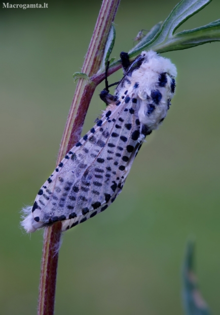 Leopard Moth - Zeuzera pyrina | Fotografijos autorius : Romas Ferenca | © Macronature.eu | Macro photography web site