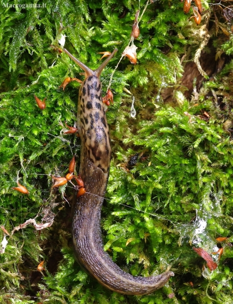 Leopard slug - Limax maximus | Fotografijos autorius : Romas Ferenca | © Macronature.eu | Macro photography web site