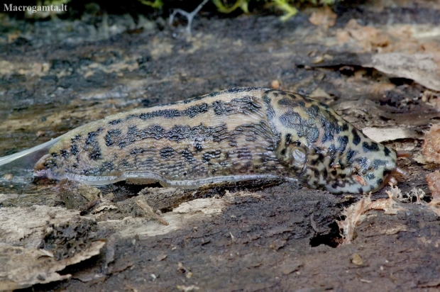 Leopard slug - Limax maximus | Fotografijos autorius : Romas Ferenca | © Macronature.eu | Macro photography web site