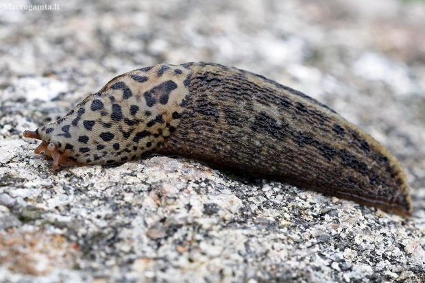 Leopard slug - Limax maximus | Fotografijos autorius : Povilas Sakalauskas | © Macronature.eu | Macro photography web site