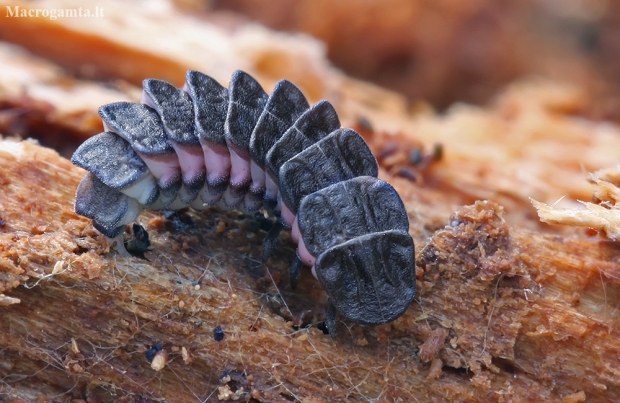 Lesser Black Glow-worm - Phosphaenus hemipterus, larva | Fotografijos autorius : Gintautas Steiblys | © Macronature.eu | Macro photography web site