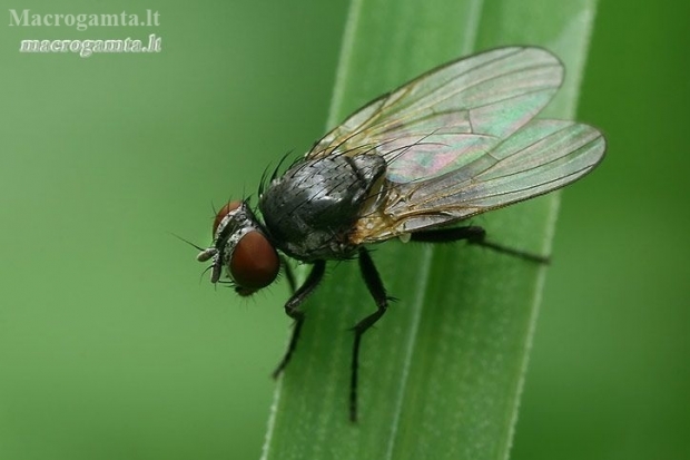 Lesser House Fly - Fannia sp.  | Fotografijos autorius : Gintautas Steiblys | © Macronature.eu | Macro photography web site