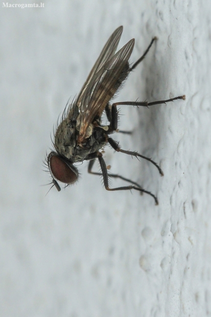 Lesser House Fly - Fannia sp. | Fotografijos autorius : Gintautas Steiblys | © Macronature.eu | Macro photography web site