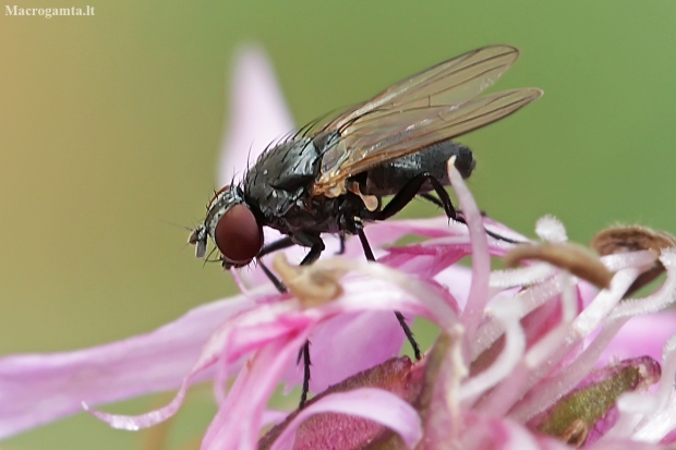 Lesser House Fly - Fannia sp. | Fotografijos autorius : Gintautas Steiblys | © Macronature.eu | Macro photography web site