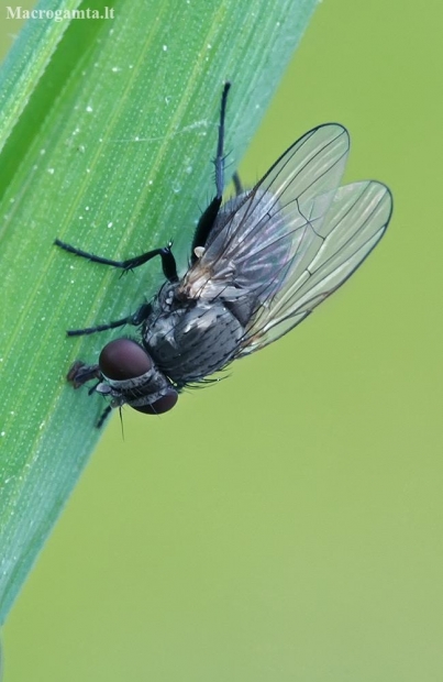 Lesser House Fly - Fannia sp. | Fotografijos autorius : Gintautas Steiblys | © Macronature.eu | Macro photography web site