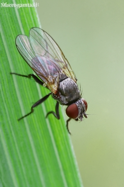 Lesser House Fly - Fannia sp. | Fotografijos autorius : Gintautas Steiblys | © Macronature.eu | Macro photography web site