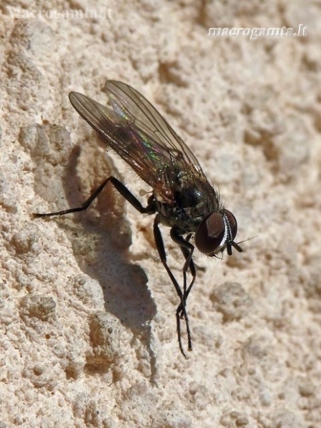 Lesser House Fly - Fannia sp. | Fotografijos autorius : Darius Baužys | © Macronature.eu | Macro photography web site