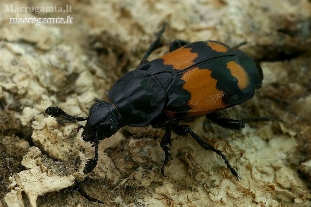 Lesser Vespillo Burying Beetle - Nicrophorus vespilloides  | Fotografijos autorius : Gintautas Steiblys | © Macronature.eu | Macro photography web site