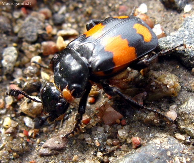 Lesser Vespillo Burying Beetle - Nicrophorus vespilloides | Fotografijos autorius : Vitalii Alekseev | © Macronature.eu | Macro photography web site