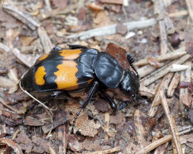 Lesser Vespillo Burying Beetle - Nicrophorus vespilloides | Fotografijos autorius : Gintautas Steiblys | © Macronature.eu | Macro photography web site