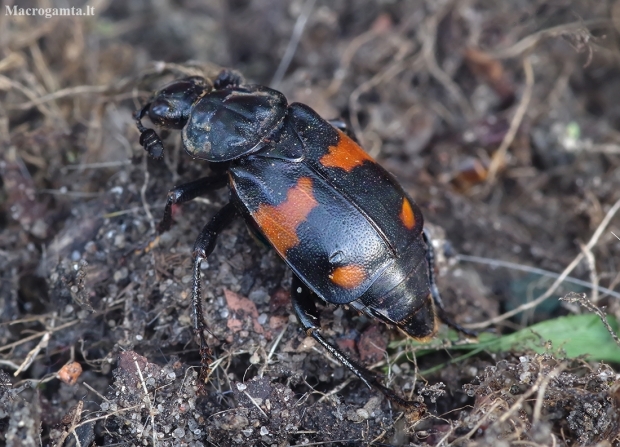 Lesser Vespillo Burying Beetle - Nicrophorus vespilloides | Fotografijos autorius : Romas Ferenca | © Macronature.eu | Macro photography web site