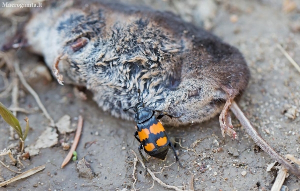 Lesser Vespillo Burying Beetle - Nicrophorus vespilloides | Fotografijos autorius : Zita Gasiūnaitė | © Macronature.eu | Macro photography web site
