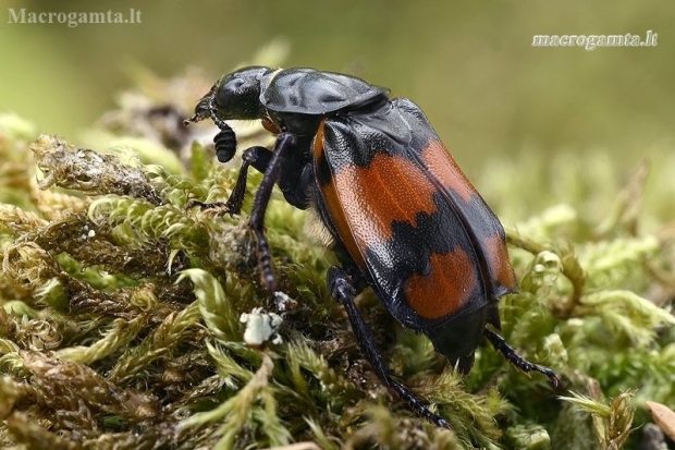 Lesser Vespillo Burying Beetle - Nicrophorus vespiloides  | Fotografijos autorius : Gintautas Steiblys | © Macronature.eu | Macro photography web site