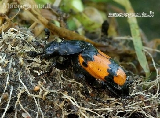 Lesser Vespillo Burying Beetle - Nicrophorus vespiloides  | Fotografijos autorius : Romas Ferenca | © Macronature.eu | Macro photography web site