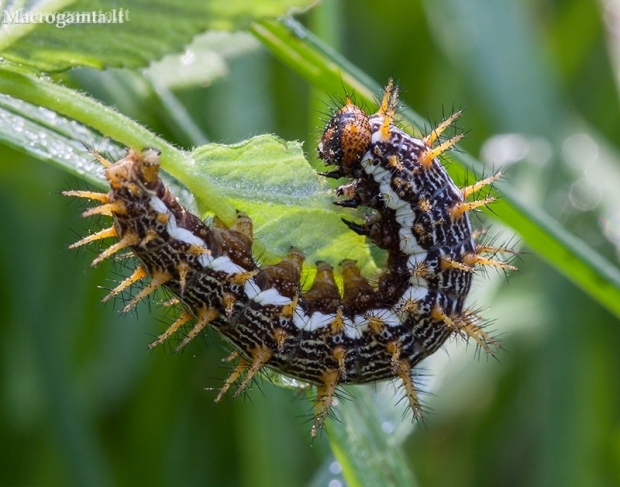 Lesser marbled fritillary - Brenthis ino, caterpillar | Fotografijos autorius : Žilvinas Pūtys | © Macronature.eu | Macro photography web site