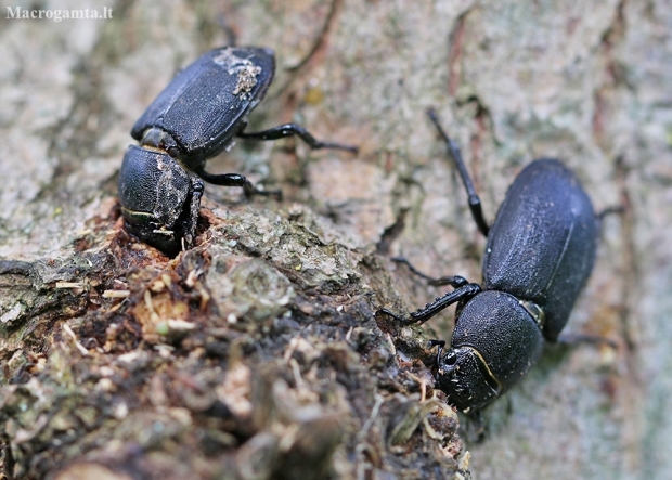 Lesser stag beetle – Dorcus parallelipipedus | Fotografijos autorius : Agnė Našlėnienė | © Macronature.eu | Macro photography web site