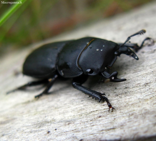 Lesser stag beetle - Dorcus parallelepipedus (Linnaeus, 1758) | Fotografijos autorius : Vitalii Alekseev | © Macronature.eu | Macro photography web site