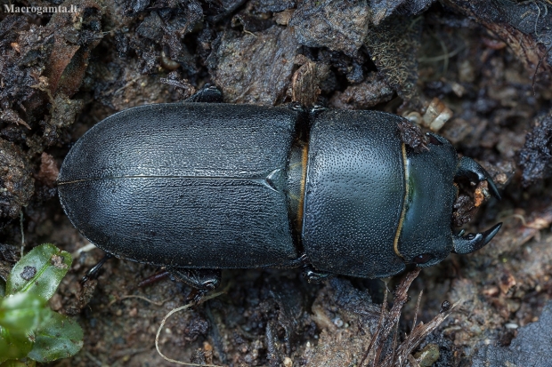 Platusis elniavabalis - Dorcus parallelipipedus ♂ | Fotografijos autorius : Žilvinas Pūtys | © Macronature.eu | Macro photography web site