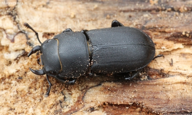 Lesser stag beetle - Dorcus parallelipipedus | Fotografijos autorius : Vytautas Tamutis | © Macronature.eu | Macro photography web site