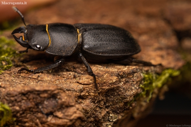 Lesser stag beetle - Dorcus parallelipipedus | Fotografijos autorius : Mindaugas Leliunga | © Macronature.eu | Macro photography web site
