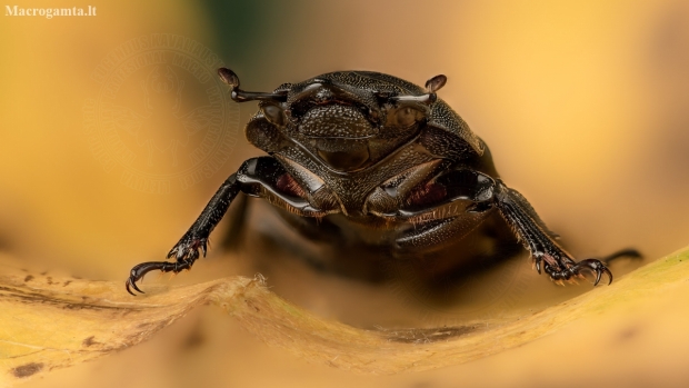 Lesser stag beetle - Dorcus parallelipipedus | Fotografijos autorius : Eugenijus Kavaliauskas | © Macronature.eu | Macro photography web site