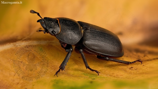 Lesser stag beetle - Dorcus parallelipipedus | Fotografijos autorius : Eugenijus Kavaliauskas | © Macronature.eu | Macro photography web site