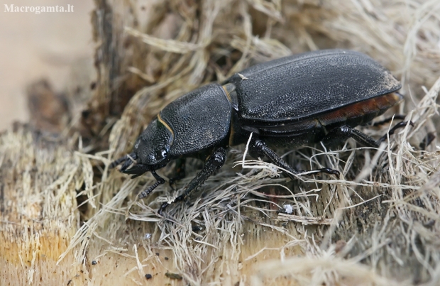 Lesser stag beetle - Dorcus parallelipipedus | Fotografijos autorius : Gintautas Steiblys | © Macronature.eu | Macro photography web site