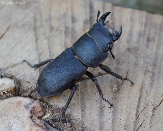 Lesser stag beetle - Dorcus parallelipipedus | Fotografijos autorius : Romas Ferenca | © Macronature.eu | Macro photography web site