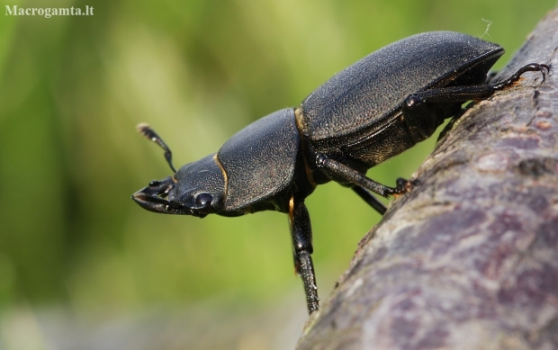 Lesser stag beetle - Dorcus parallelipipedus | Fotografijos autorius : Agnė Našlėnienė | © Macronature.eu | Macro photography web site