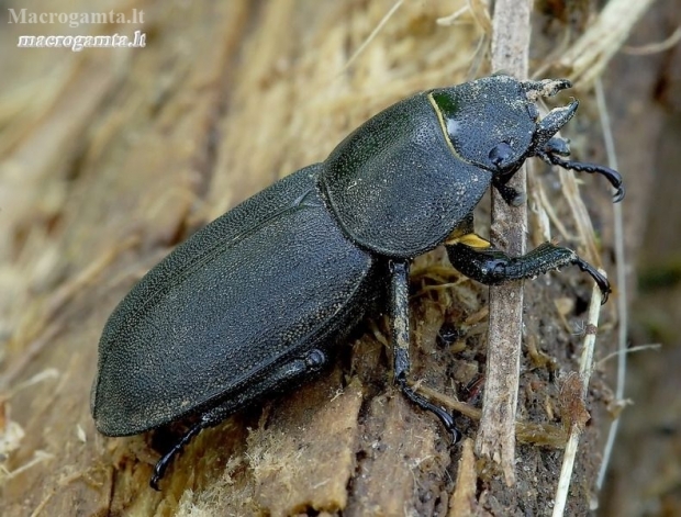 Lesser stag beetle - Dorcus parallelipipedus | Fotografijos autorius : Romas Ferenca | © Macronature.eu | Macro photography web site