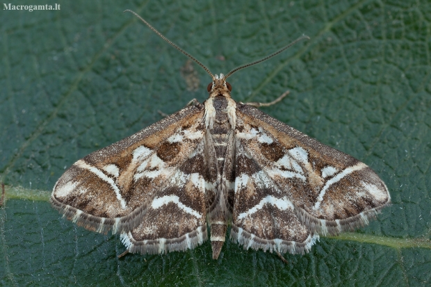 Lettered China-mark - Diasemia reticularis | Fotografijos autorius : Žilvinas Pūtys | © Macronature.eu | Macro photography web site