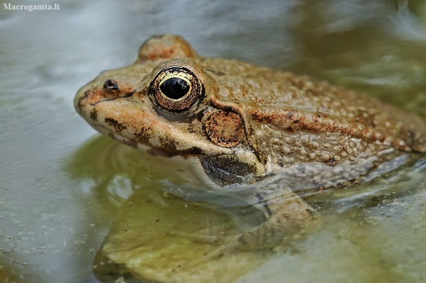 Levant green frog - Pelophylax bedriagae | Fotografijos autorius : Gintautas Steiblys | © Macronature.eu | Macro photography web site