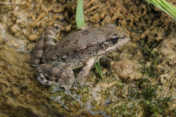 Levant water frog - Pelophylax bedriagae | Fotografijos autorius : Gintautas Steiblys | © Macronature.eu | Macro photography web site