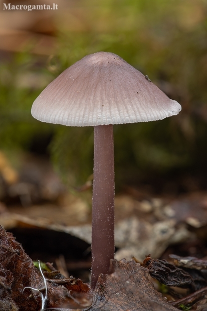 Lilac Bonnet - Mycena pura | Fotografijos autorius : Žilvinas Pūtys | © Macronature.eu | Macro photography web site