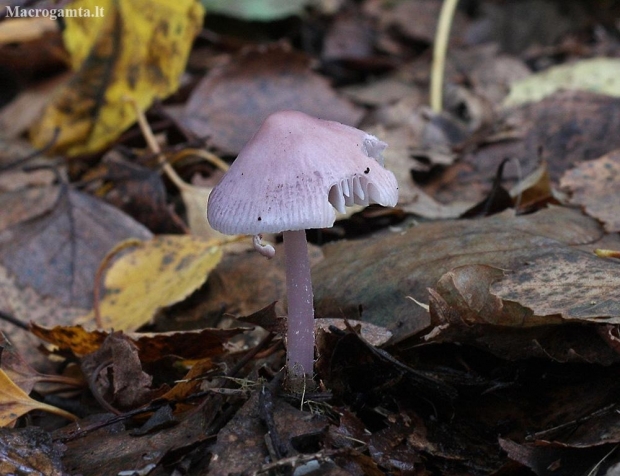 Lilac Bonnet - Mycena pura | Fotografijos autorius : Vytautas Gluoksnis | © Macronature.eu | Macro photography web site