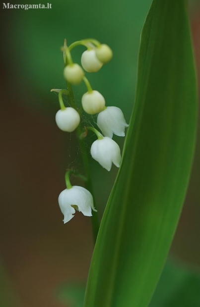 Lily of the valley - Convallaria majalis | Fotografijos autorius : Gintautas Steiblys | © Macronature.eu | Macro photography web site